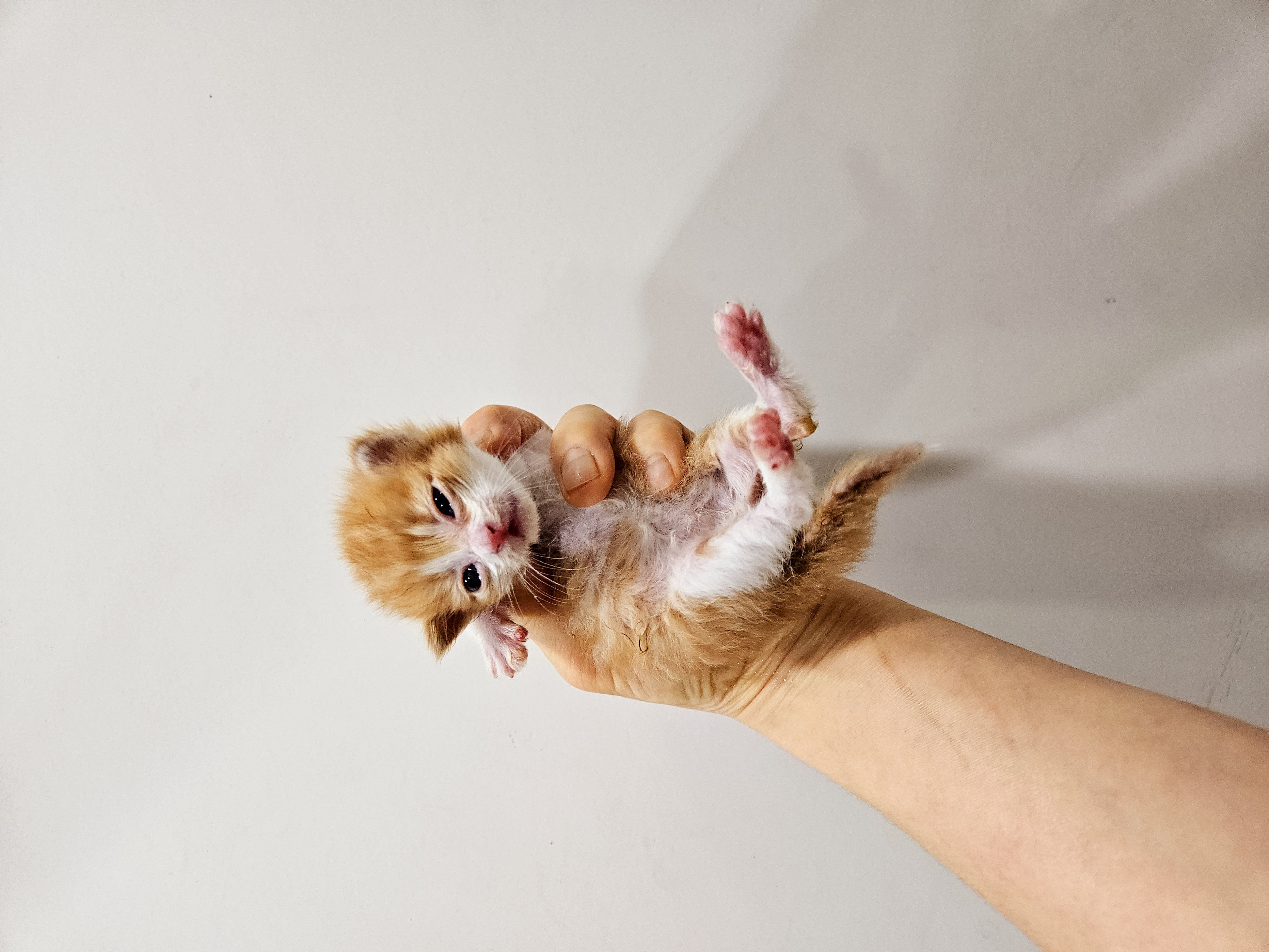 보호중 한국 고양이…